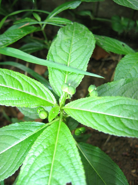 Mercurialis perennis
